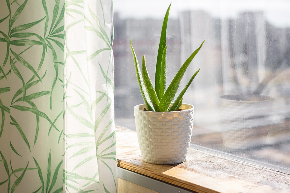 Top 10 House Plants: Best Indoor Plants For Your Home